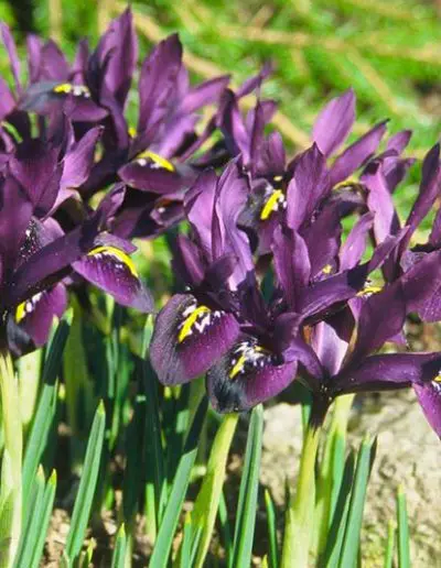 Bluetenkalender April Kleine Netzblatt-Iris (Iris reticulata) Rennsteiggarten Oberhof