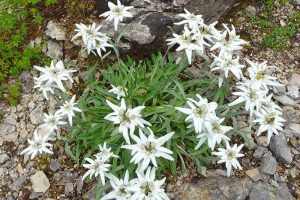 Bluetenkalender Juli Alpen-Edelweiß (Leontopodium alpinum) Rennsteiggarten Oberhof