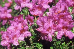 Bluetenkalender Mai Niederliegende Alpenrose (Rhododendron prostratum) Rennsteiggarten Oberhof