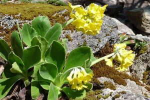 luetenkalender April Alpen-Aurikel (Primula auricula) Rennsteiggarten Oberhof