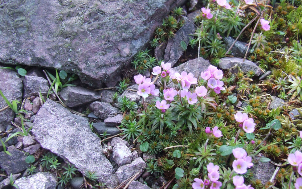 Rennsteiggarten Oberhof Pressebild