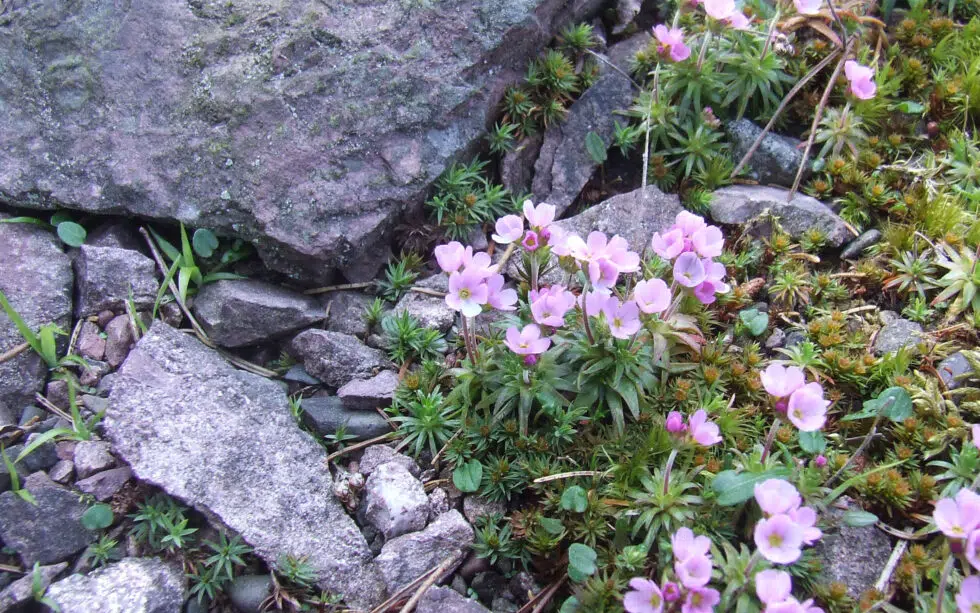 Rennsteiggarten Oberhof Pressebild