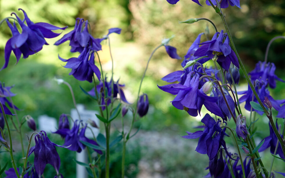 Rennsteiggarten Oberhof Pressebild