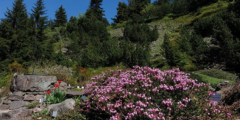 Rhododendron Blüte im Rennsteiggarten Oberhof