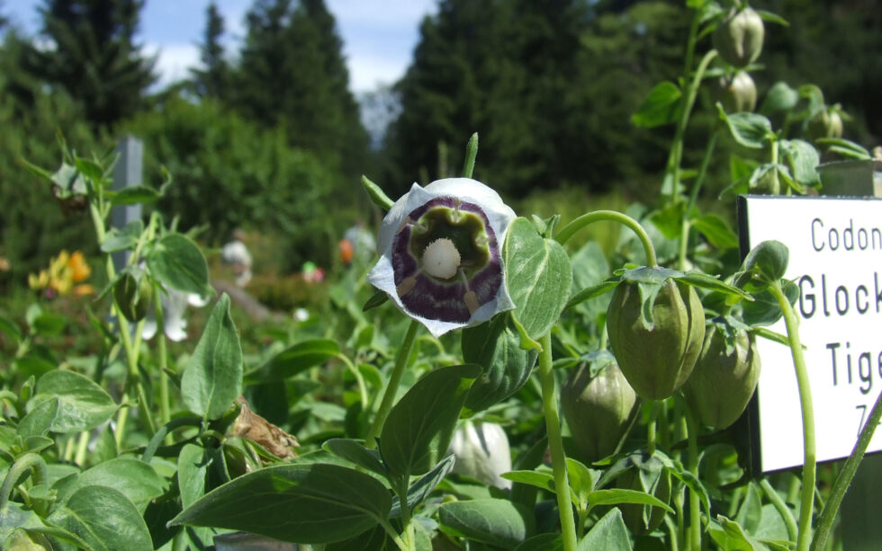 Rennsteiggarten Oberhof Pressebild